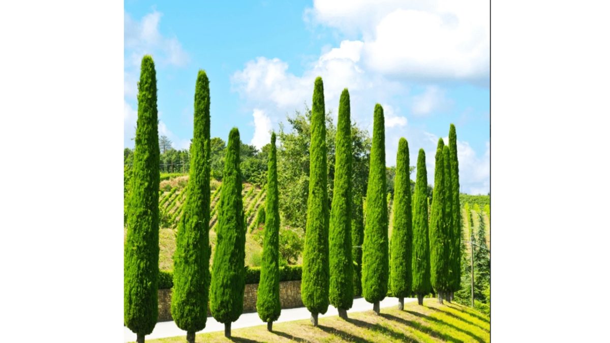 totem ciprus - Featured