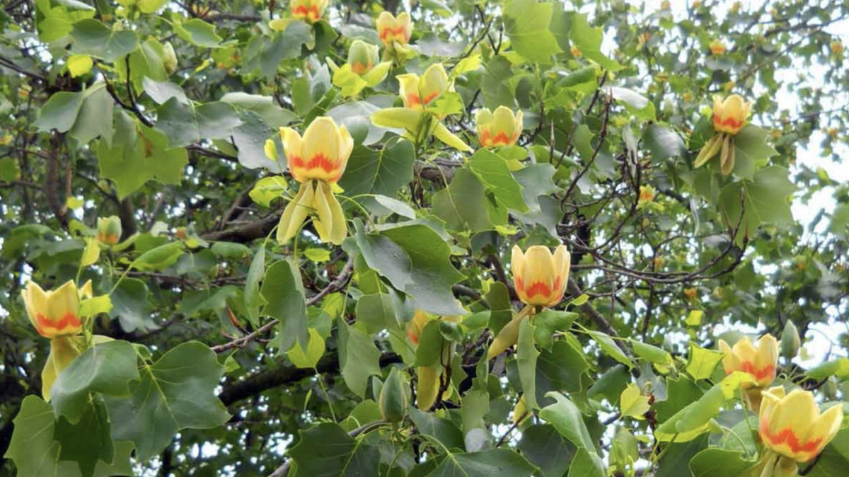 A Tulipánfa: A Tavasz Üdvözlője a Kertben