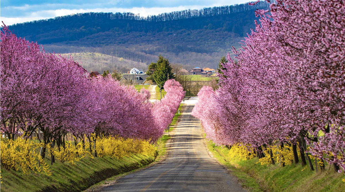 A Vérszilva: A Gyönyörű Díszfák Különleges Világa és Gondozása