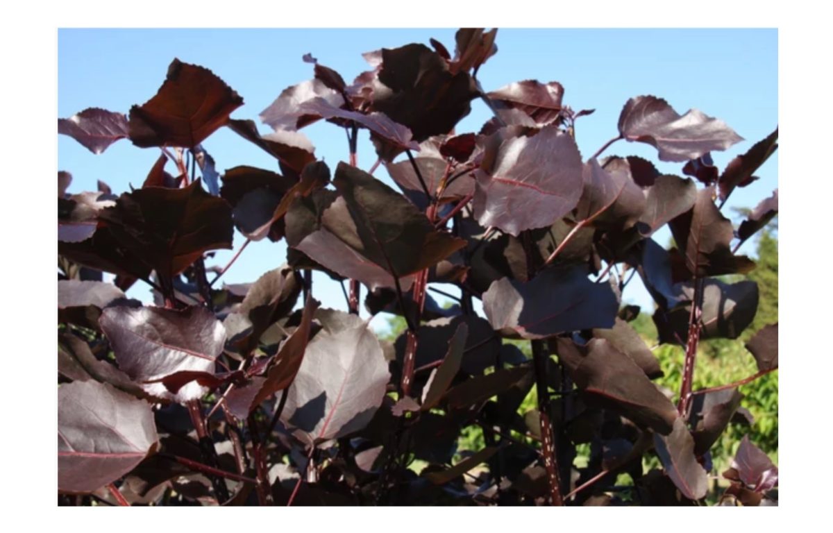 vörös levelű nyárfa - Featured