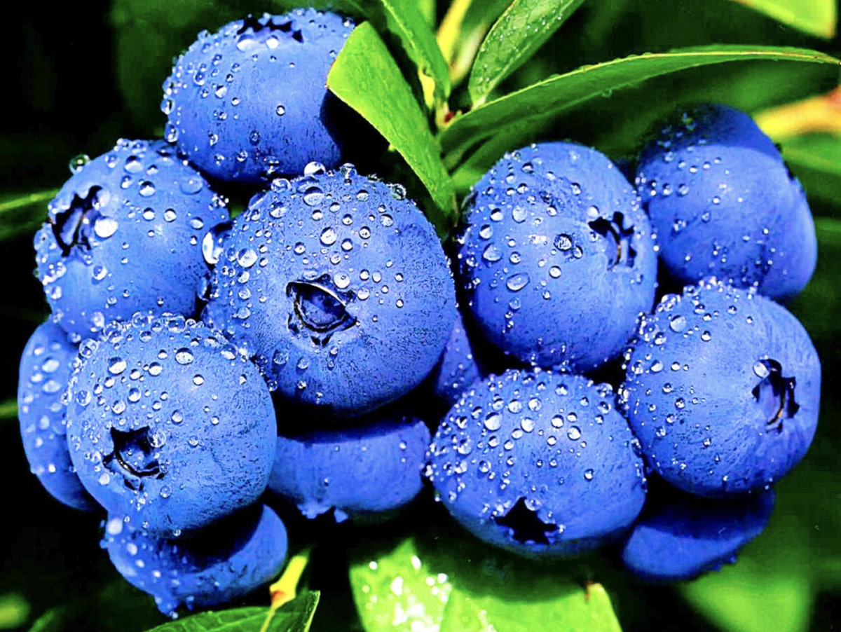 Áfonya ültetése: A legjobb tippek és trükkök a sikeres termesztéshez