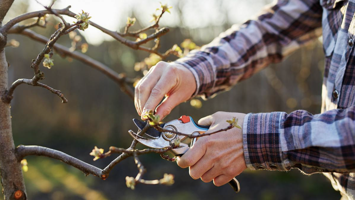 Almafa metszése tavasszal: Hogyan érhetjük el a bőséges termést és egészséges fákat?