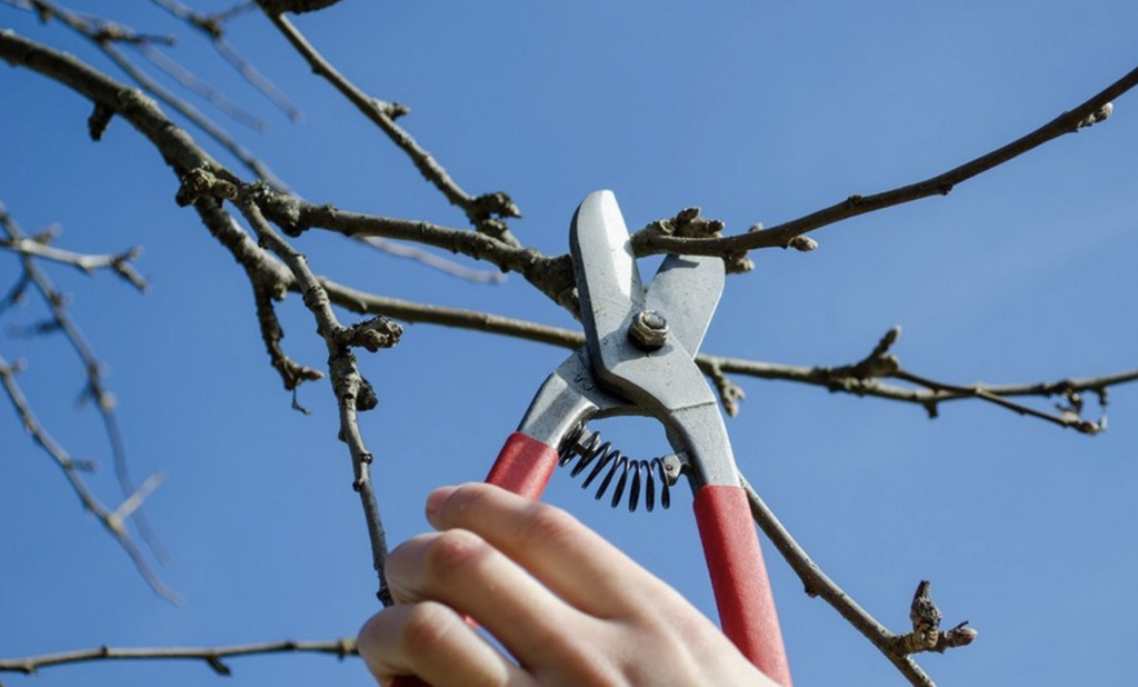 Almafa metszése tavasszal: Hogyan érhetjük el a bőséges termést és egészséges fákat? 4 Almafa metszése tavasszal: Hogyan érhetjük el a bőséges termést és egészséges fákat?