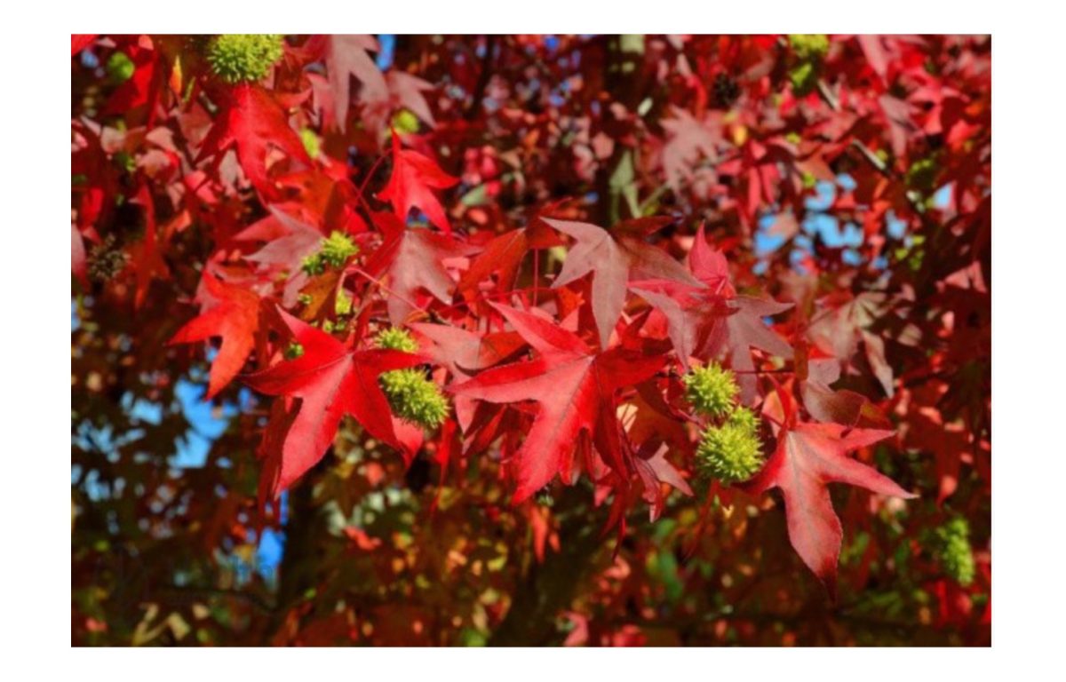 amerikai ámbrafa - Featured