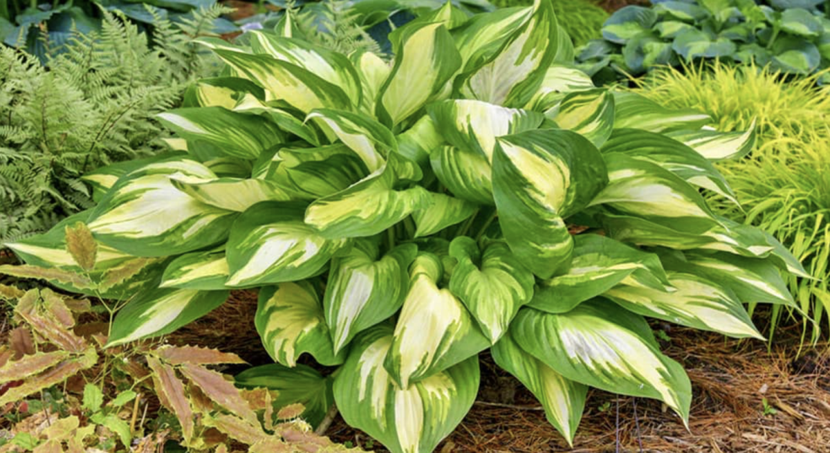 Árnyékliliom: Az ideális növény árnyékos kertekhez