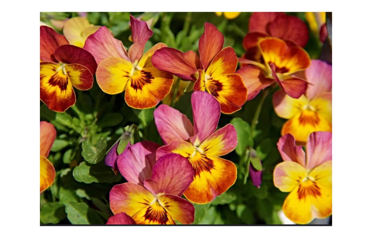 Árvácska: A színekben pompázó kerti csoda, amely minden balkon és virágágyás elengedhetetlen dísze 2 arvacska - Featured