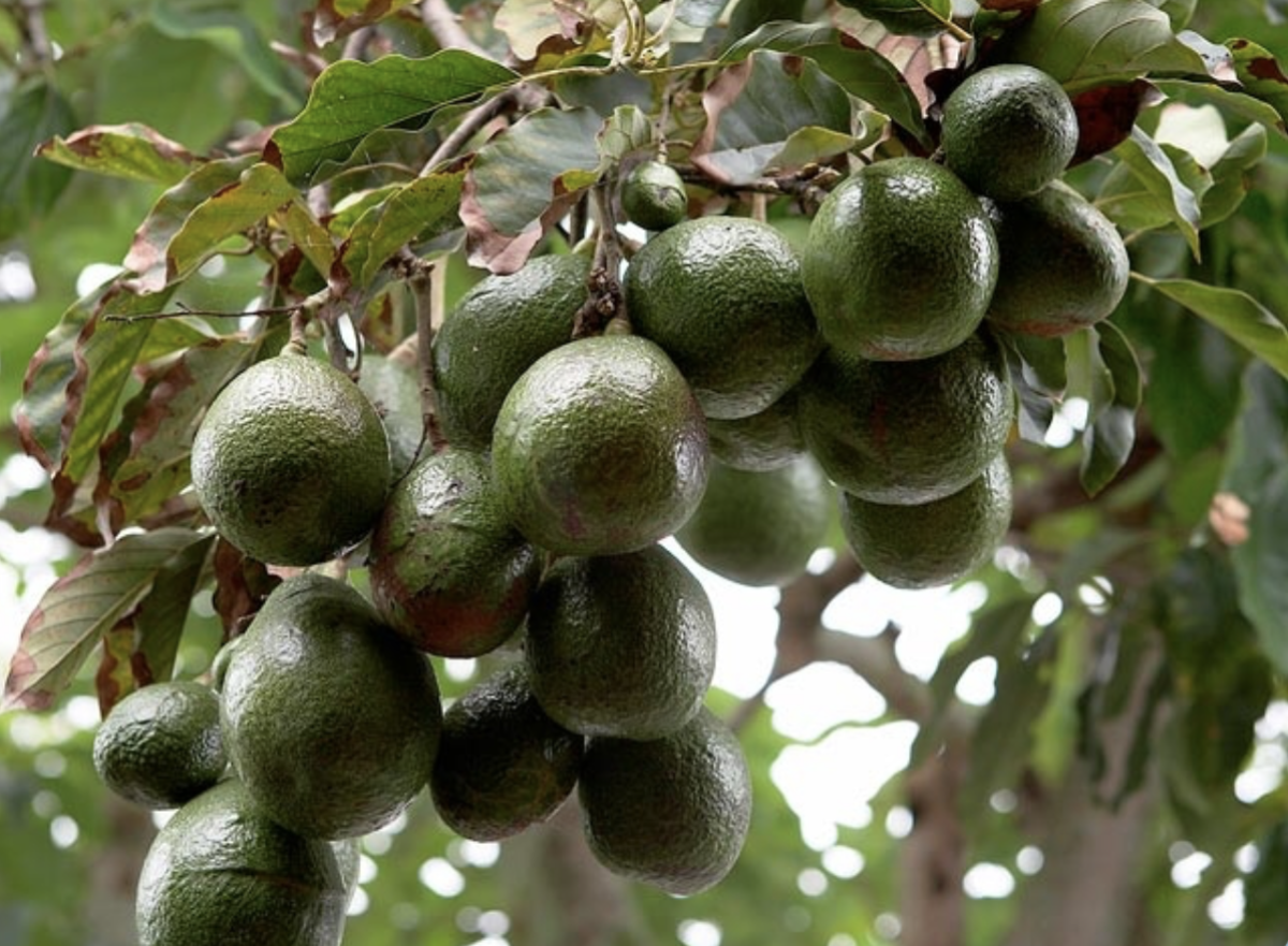 avokádó fa - Featured