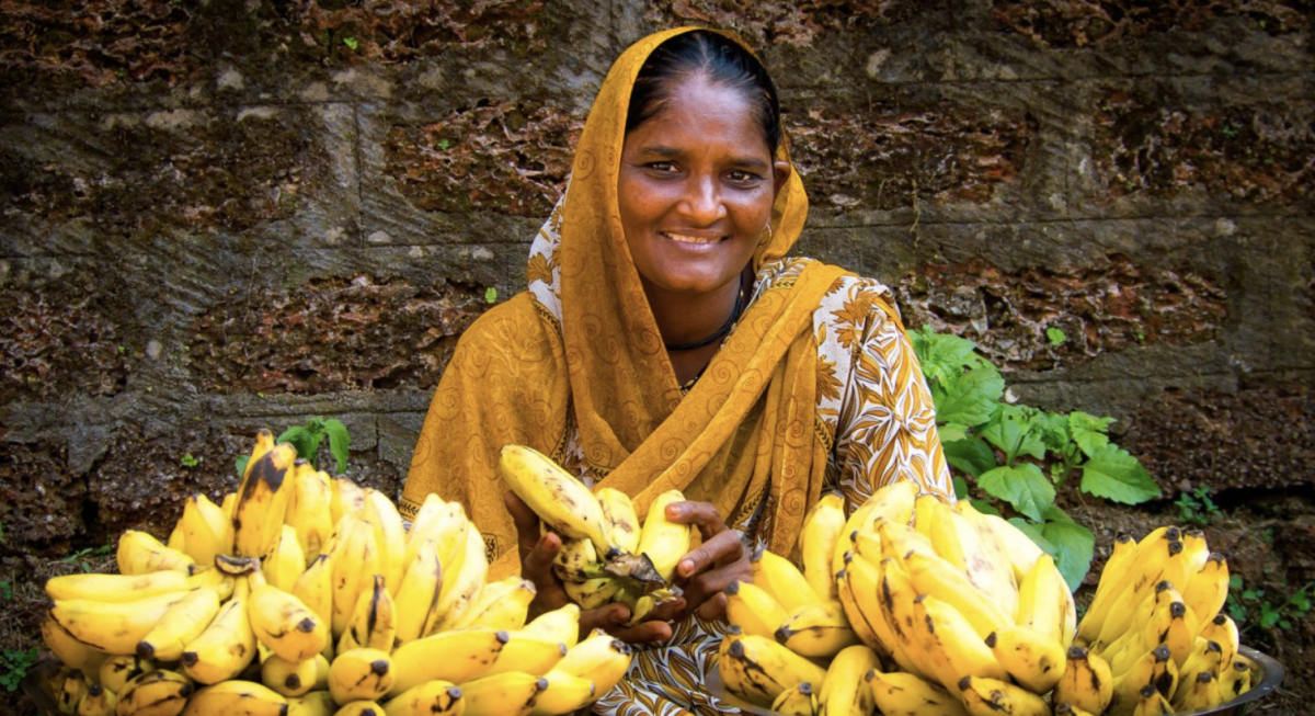 Az Indián Banán: Az Egyedi és Hasznos Növény