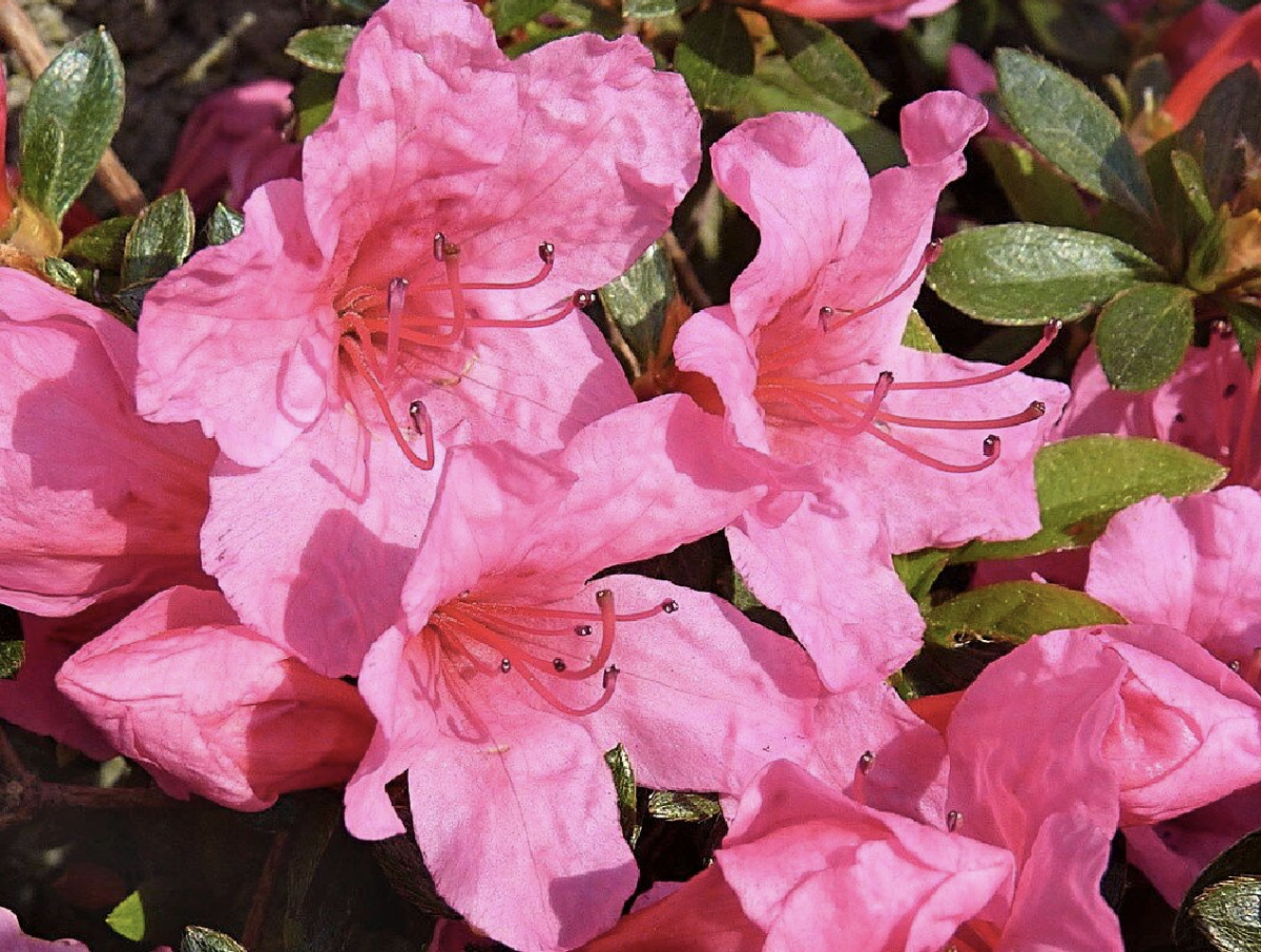 azaleen stamm - Featured