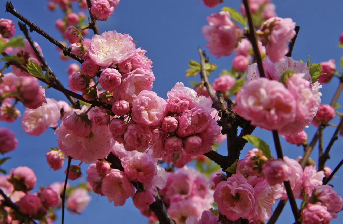 babarózsa - Featured