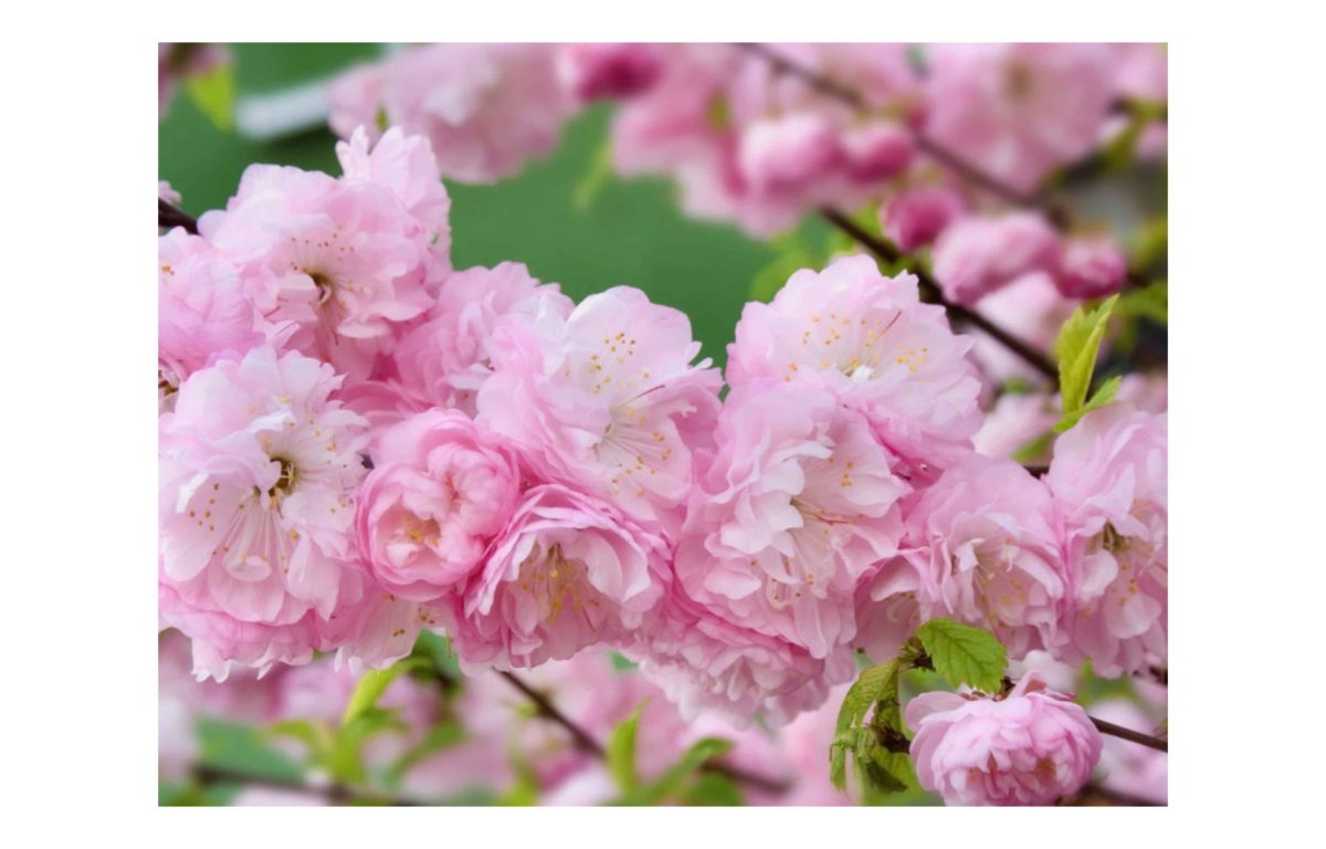 babarózsa - Featured