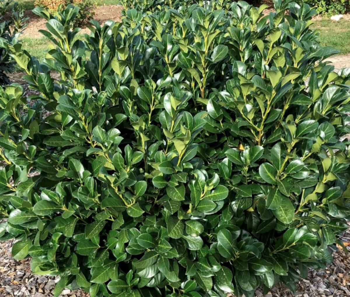 Babérmeggy: A Dísznövények Királya, Amely Bármely Kertet Élénkíthet