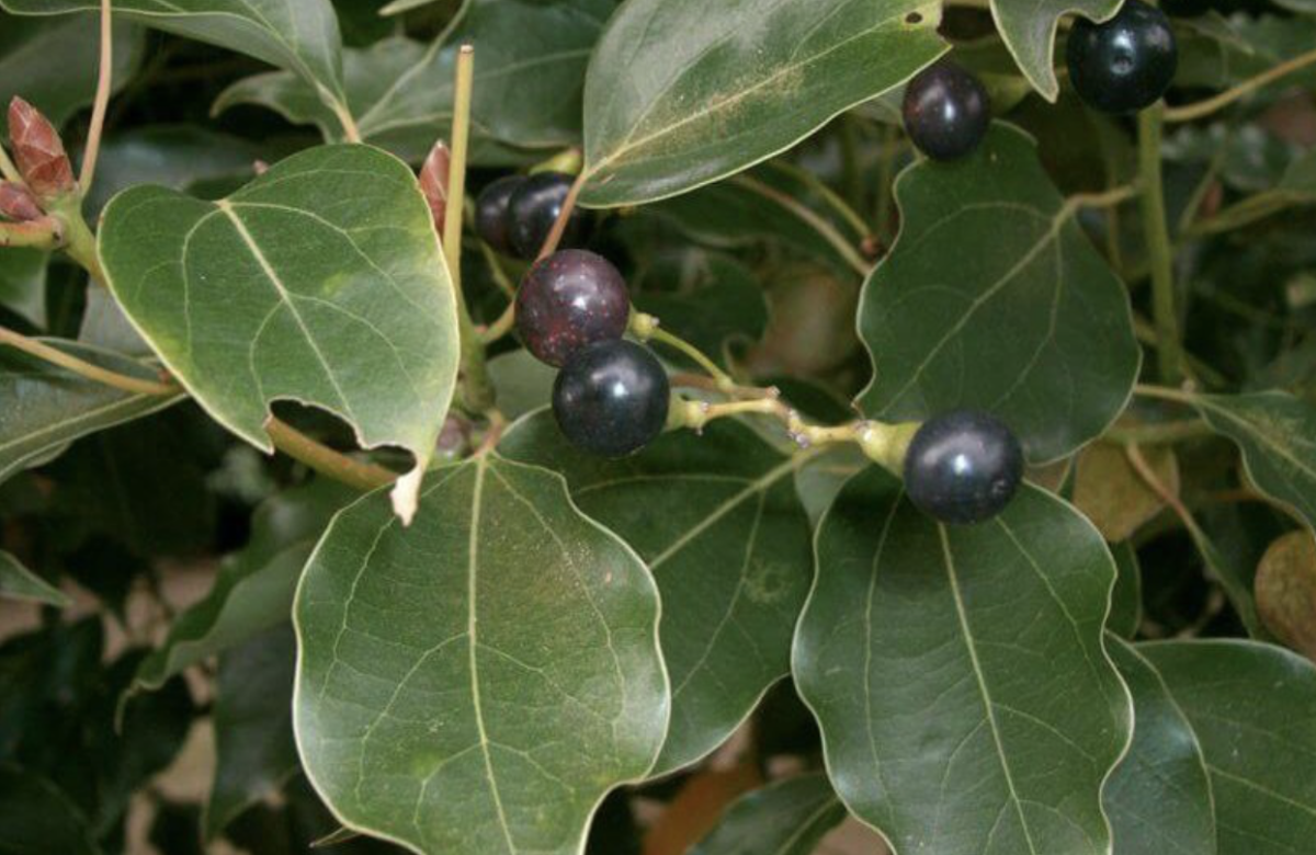 babérmeggy betegségei - Featured