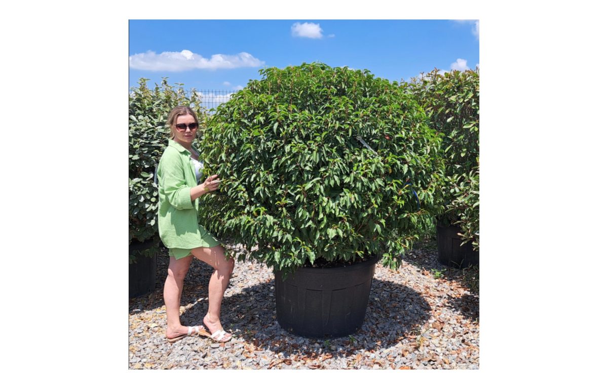 babérmeggy - Featured