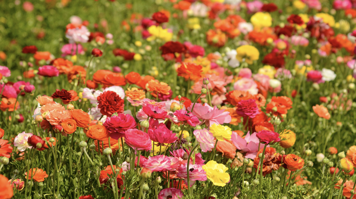 Boglárkacserje: A Kert Dísze és Kecses Virágzó Cserjéje