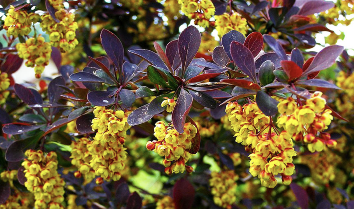 Borbolya: A Titokzatos Növény, Ami Bármilyen Kertet Káprázatossá Tehet – Fedezd Fel A Titkait