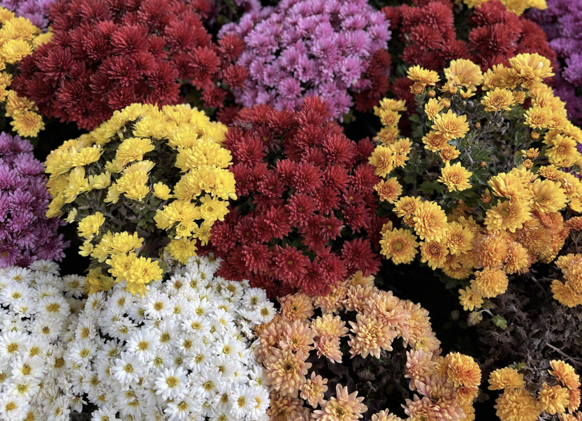 büdöske - Featured