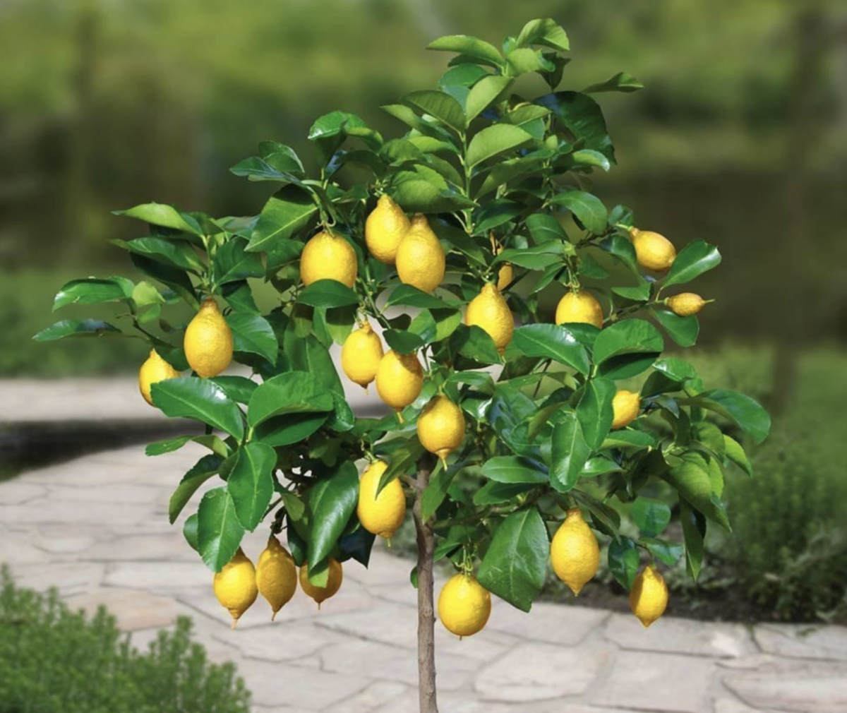 Citromfa: Hogyan Neveljük Otthon és a Kertben?