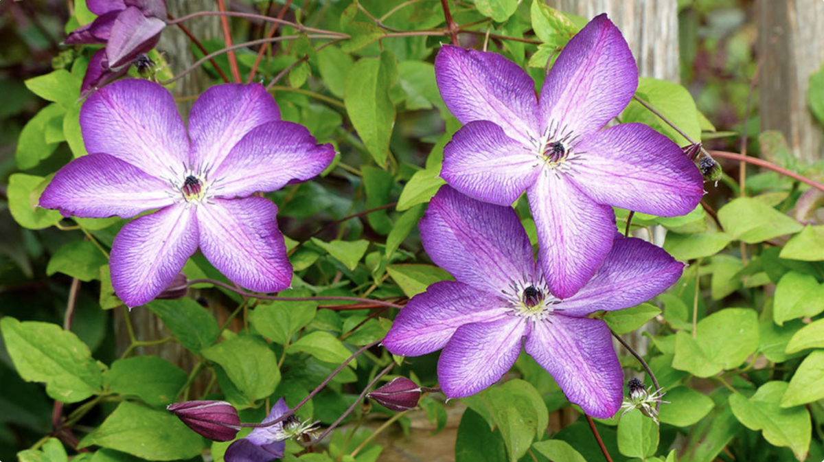 clematis - Featured
