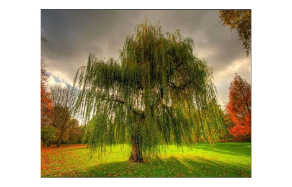 csavart fűz - Featured