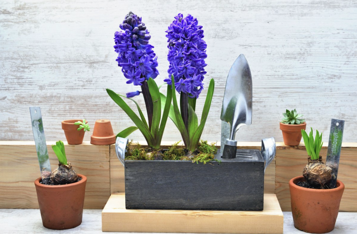 cserepes jácint gondozása - Featured