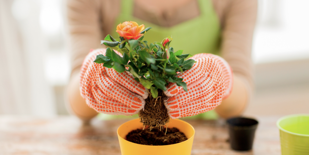 Cserepes rózsa gondozása: Tippek a hosszú élettartamú és gyönyörű virágokért