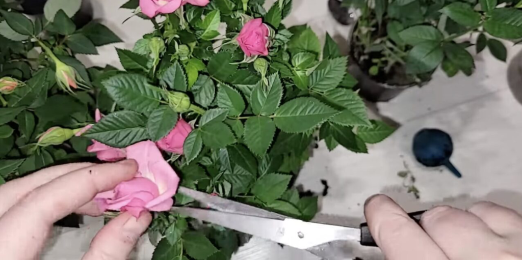 Cserepes rózsa gondozása: Tippek a hosszú élettartamú és gyönyörű virágokért 4 Cserepes rózsa gondozása: Tippek a hosszú élettartamú és gyönyörű virágokért