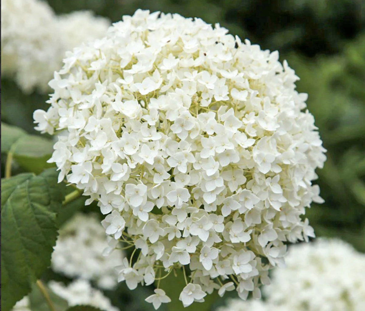 Cserjés Hortenzia: A Kert Szépsége és Titkai