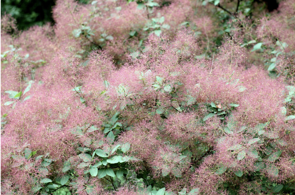 Cserszömörce: A kert titkos színbombája, amit még mindig kevesen ismernek! 2 Cserszömörce: A kert titkos színbombája, amit még mindig kevesen ismernek!