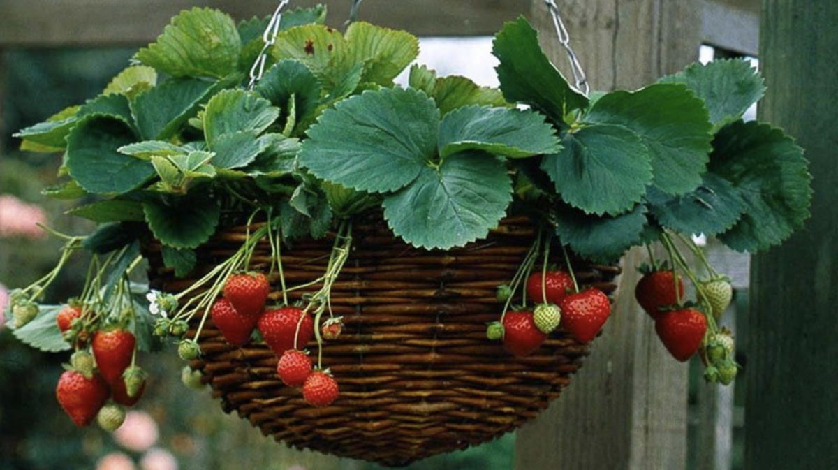 csüngő eper - Featured