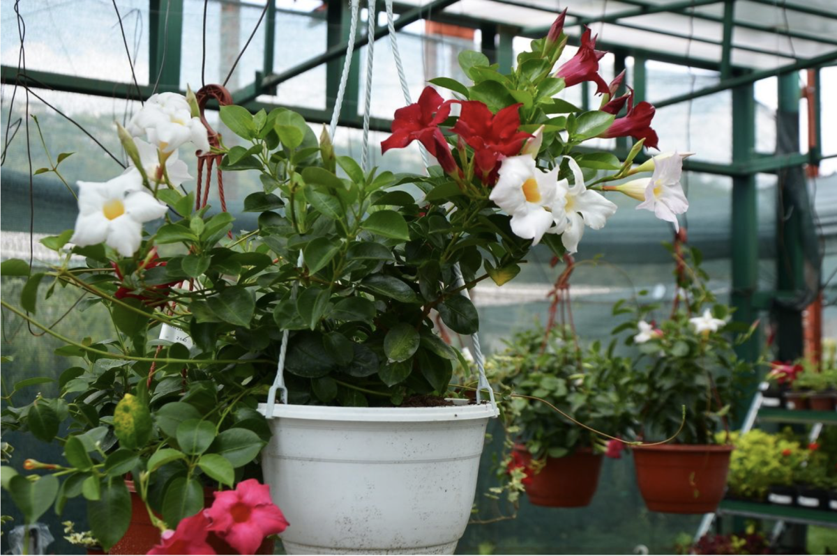 dipladenia - Featured