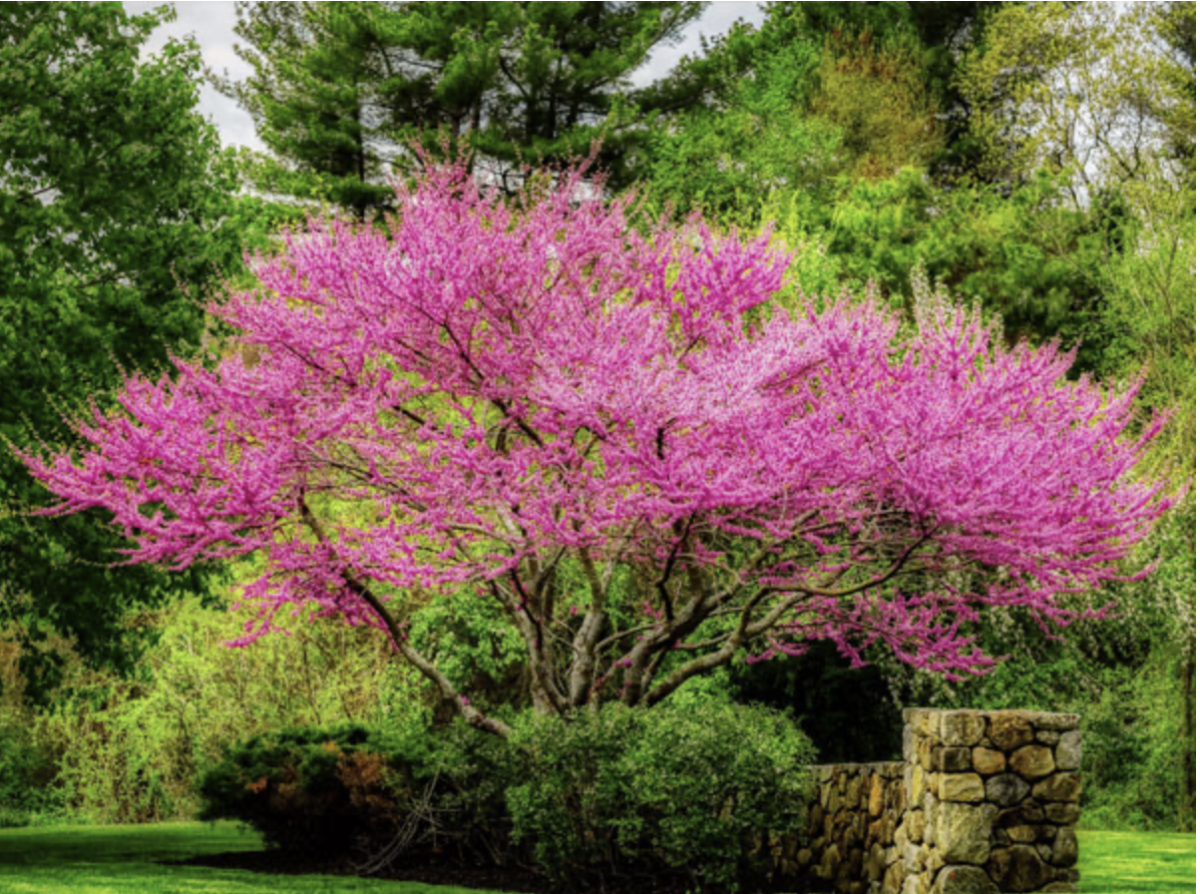 Díszfa: Az Ideális Növények Kertjeink Szépítésére