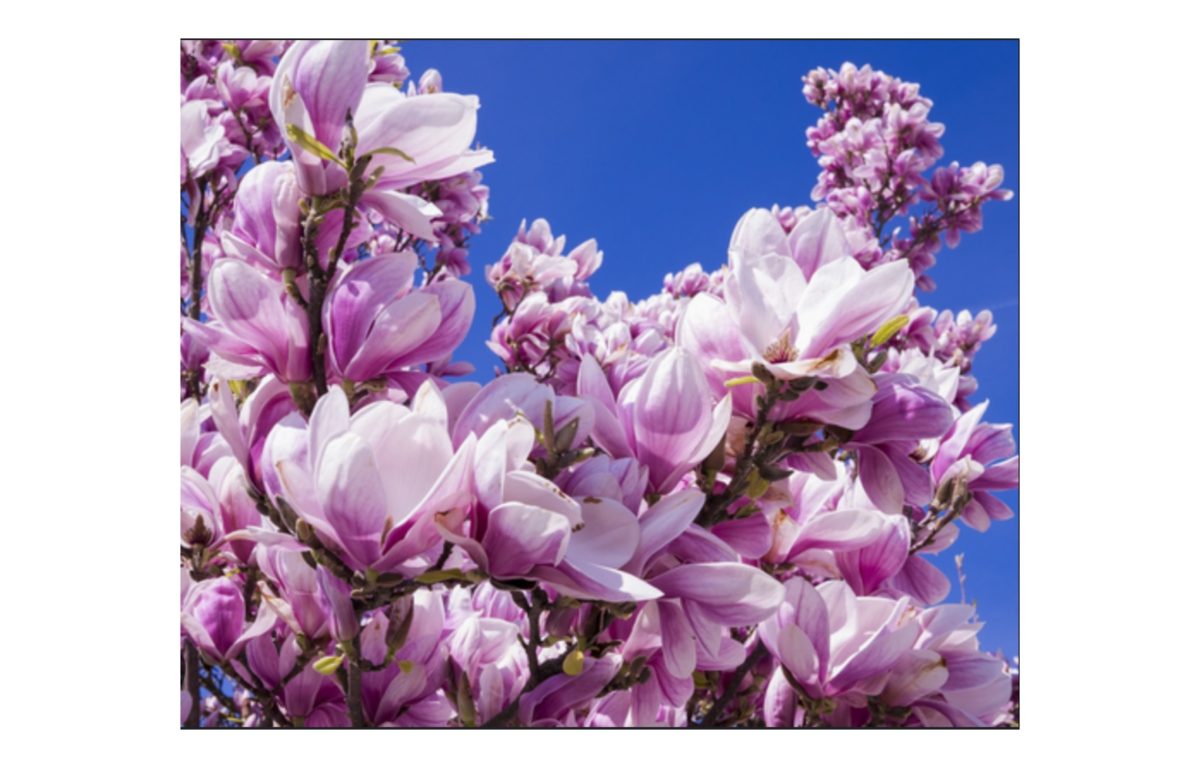 díszfák - Featured