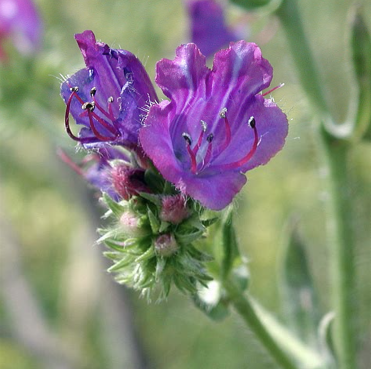 Echium plantagineum: A Kígyónyelv – Egy Különleges Dísznövény, Amely Színt és Életet Csal Kertedbe