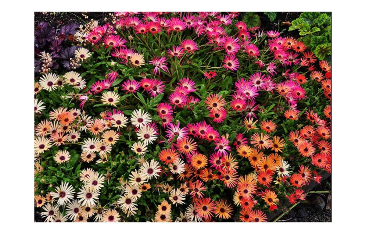 egynyári virágok - Featured