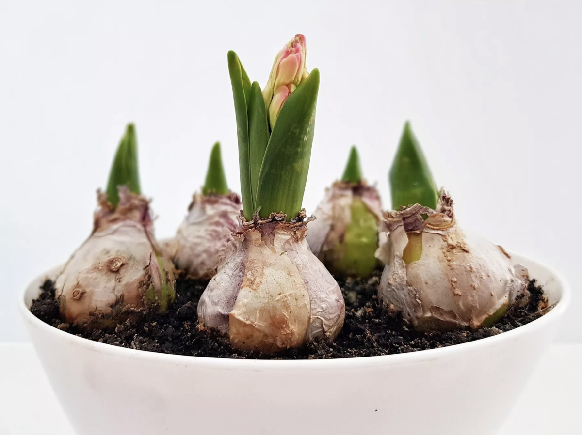 elvirágzott jácint hagyma - Featured