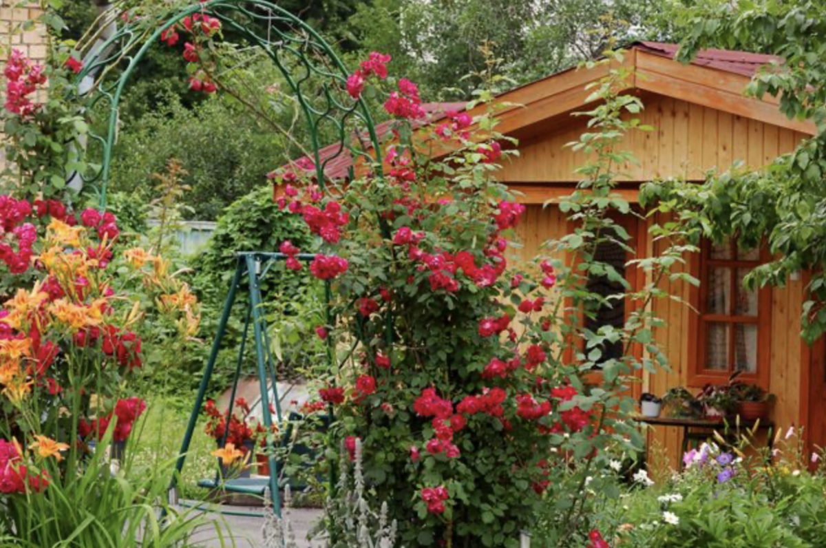 Évelő futó virágok: Hogyan varázsolhatunk színes kerten kívülről is egész évben?