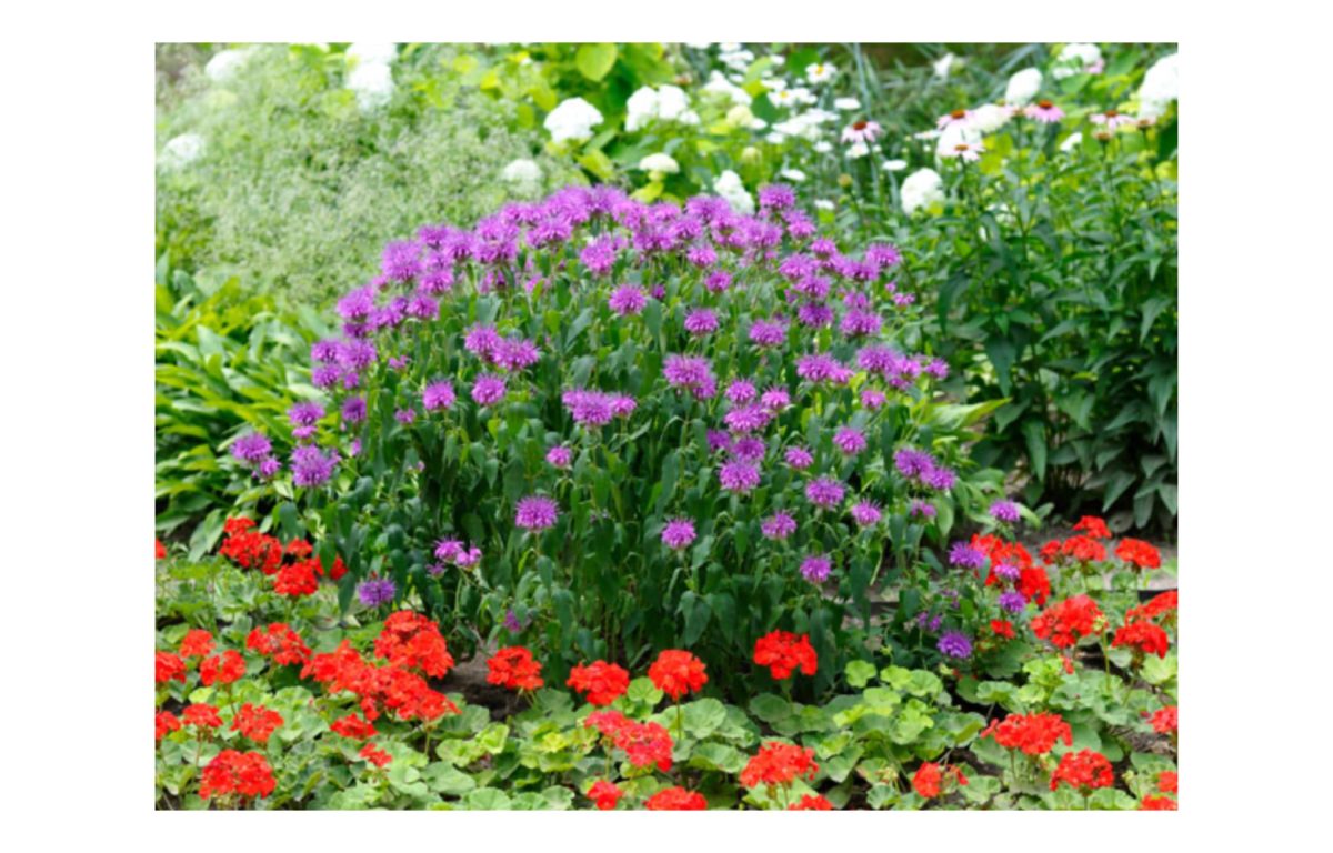 évelő kerti virágok - Featured