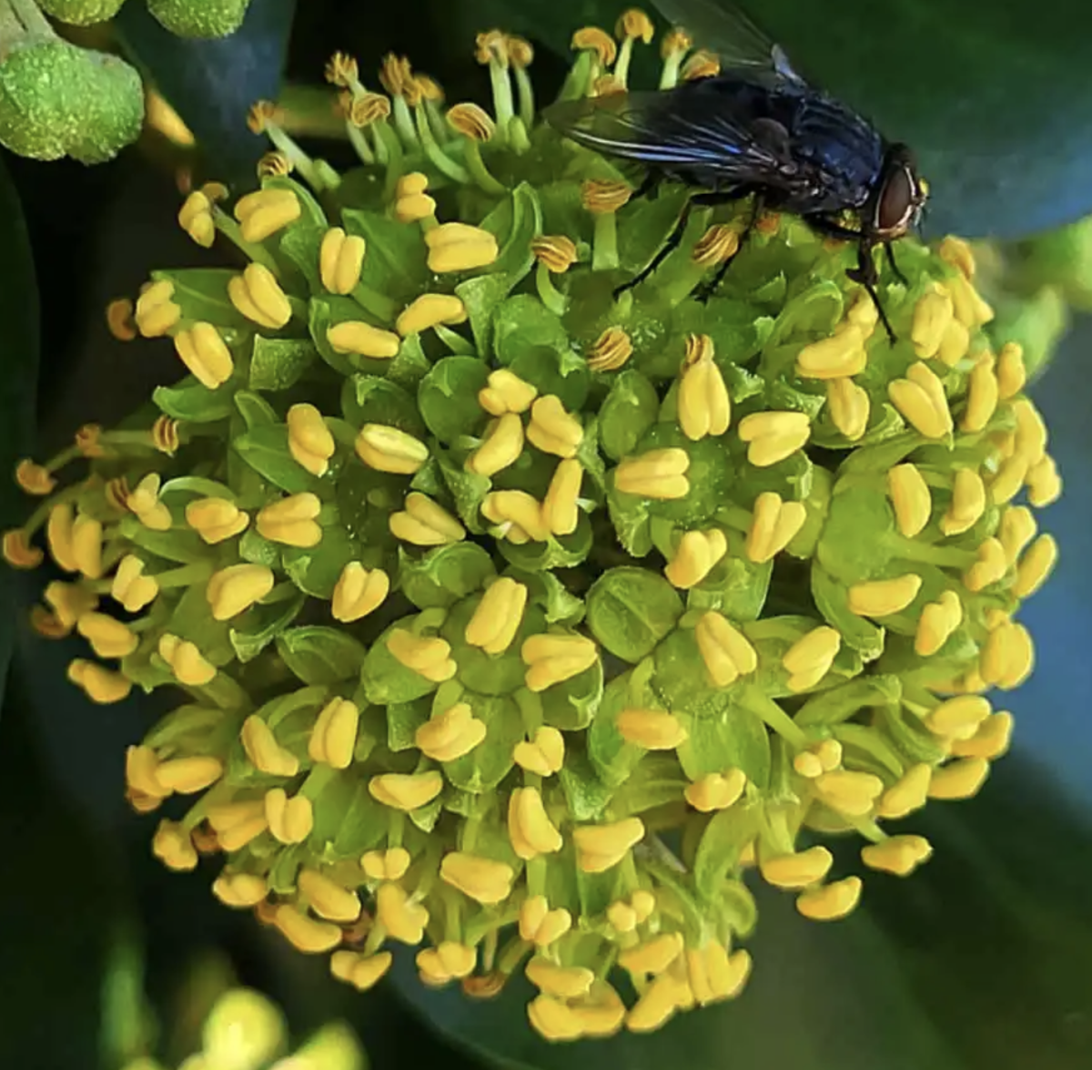 borostyán - Featured