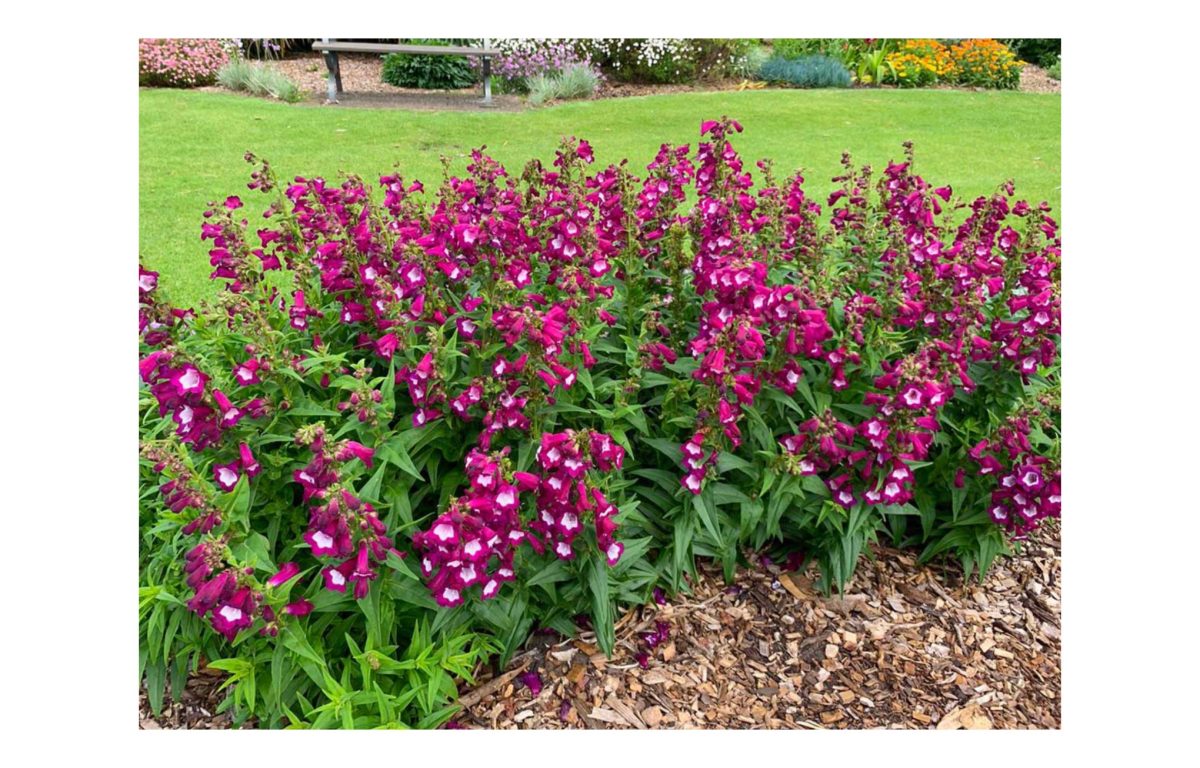 bugatölcsér - Featured