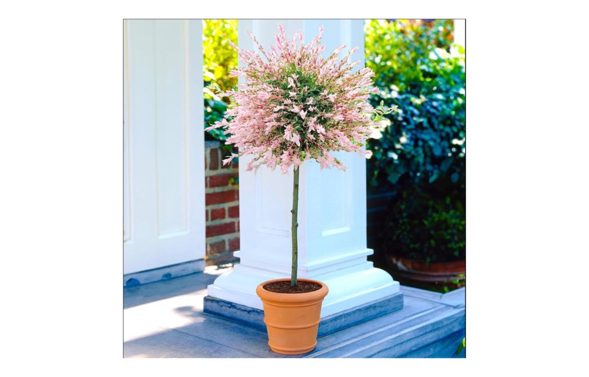 hakuro nishiki - Featured