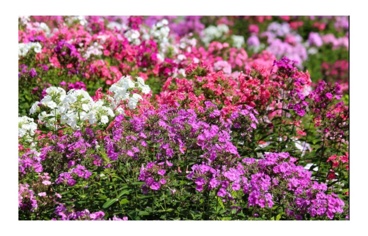 lángvirág - Featured