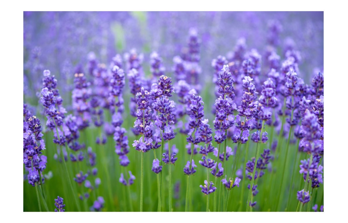 lavandula angustifolia - Featured