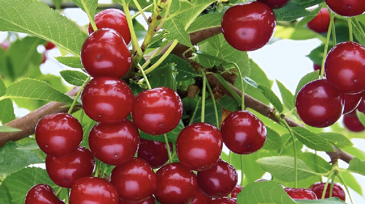 Fedezd fel a legfinomabb cseresznye fajtákat: Ínycsiklandó választék a kertedbe 2 cseresznye fajták - Featured