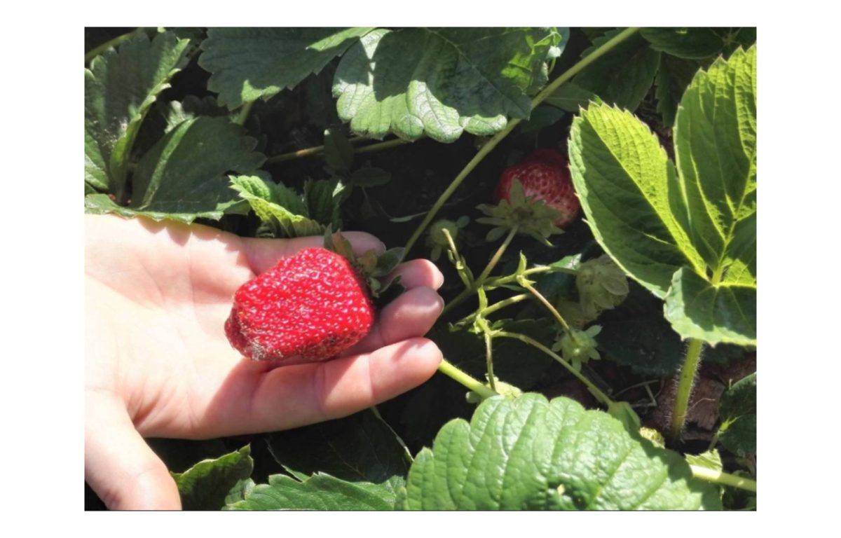 eper palánta - Featured