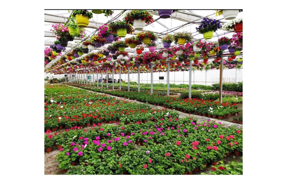 kerteszet - Featured