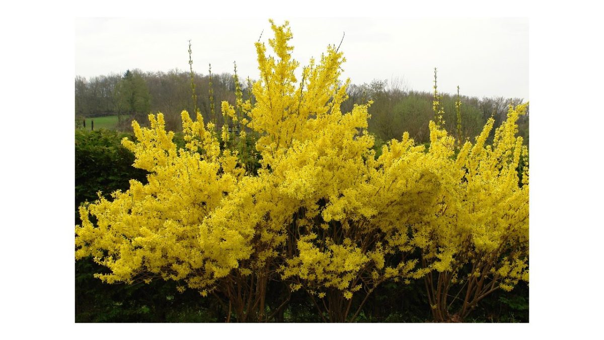 aranyeső bokor - Featured