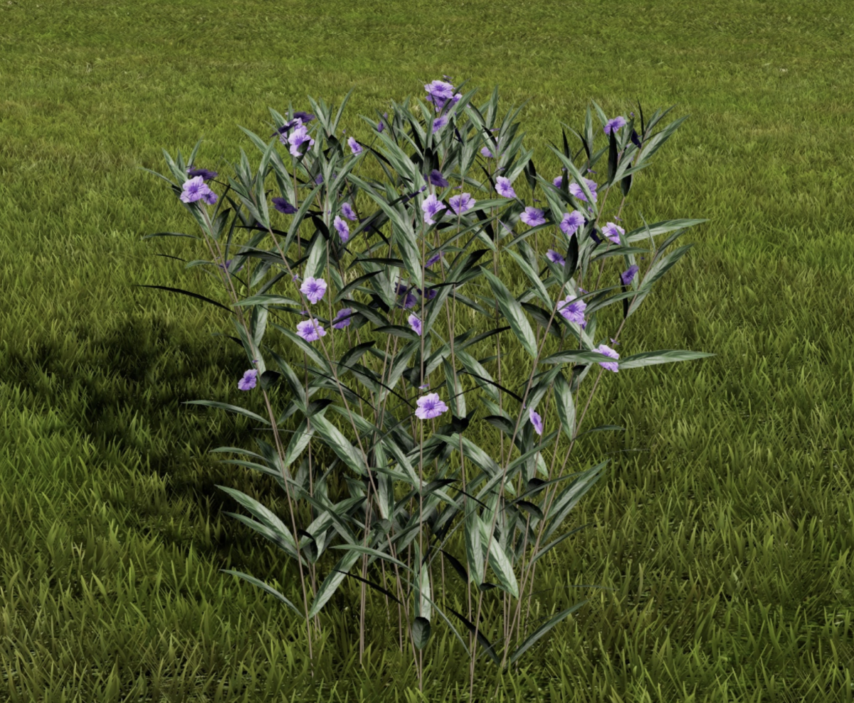 mexikói petúnia - Featured