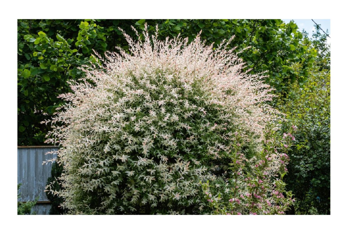 Fedezd fel a titkokat: Hogyan varázsolhatod el kertedet a lenyűgöző japán fűz segítségével – Minden, amit tudnod kell a metszésről és gondozásról 2 japán fűz - Featured