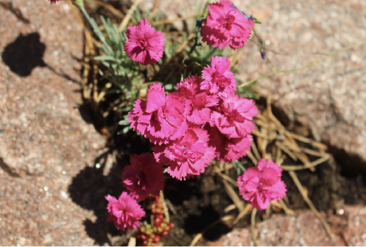 törpe szegfű - Featured